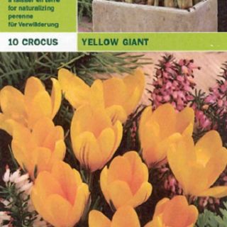 Едроцветен минзухар GIANT YELLOW