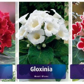 Шоубокс GLOXINIA-GL1 /Каменно цвете/- 5х20бр