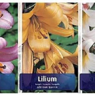 Шоубокс Lilium TRUMPET - 100бр