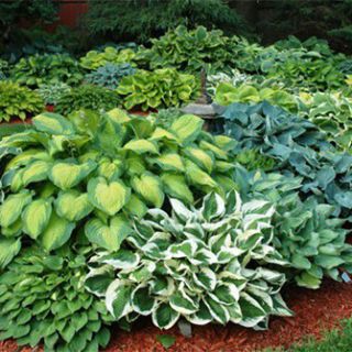 HOSTA GARDEN Mix-5бр