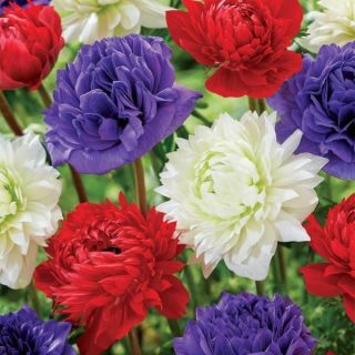 Anemone Cor. St. Brigid Mixed