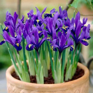 Iris Reticulata Purple Gem- 8бр