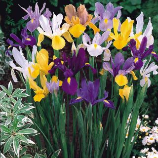 Dutch Iris Mixed - 10бр.