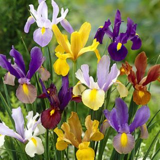 Dutch Iris Mixed - 10бр.