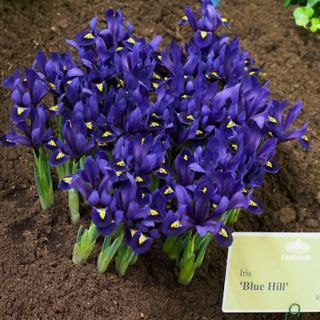 Iris Reticulata Purple Gem- 8бр