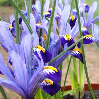 Iris Reticulata Gordon- 8бр