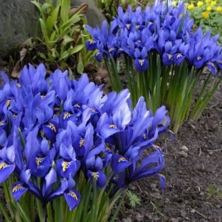 Iris Reticulata Gordon- 8бр