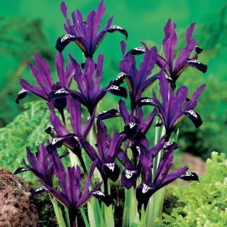 Iris Reticulata Purple Gem- 8бр