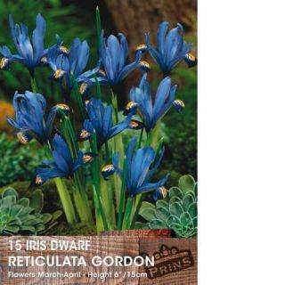 Iris Reticulata Gordon- 8бр