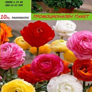 Ranunculus /Лютиче/ MIX -10бр.