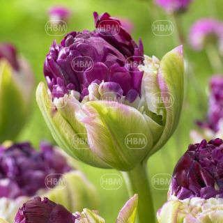 Лале СЛАДОЛЕД Purple Peony