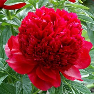 Божур/Paeonia RED Paul m Wild