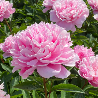 Божур/Paeonia PINK Taff