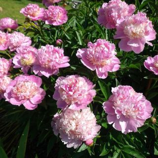 Божур/Paeonia PINK Taff