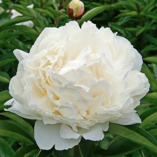 Божур/Paeonia WHITE Festiva Maxima