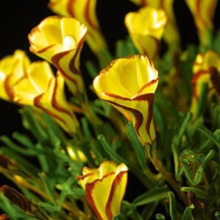 Oxalis Golden Cape -3бр.