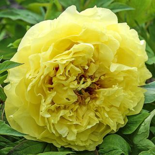 Божур/Paeonia YELLOW Laura Dessert