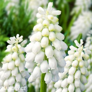 Muscari Botr. Album-8бр.