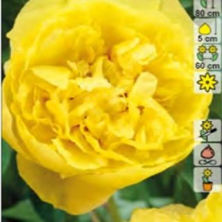 Божур/Paeonia YELLOW Laura Dessert