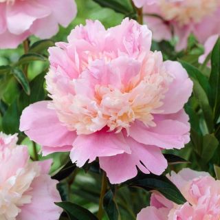 Божур/Paeonia PINK/WHITE Sorbet