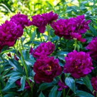 Божур/Paeonia PURPLE Victoire de la Marne