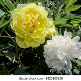 Божур/Paeonia WHITE Festiva Maxima