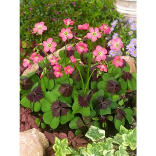 Oxalis Iron Cross- 20бр.