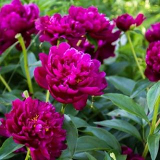 Божур/Paeonia PURPLE Victoire de la Marne