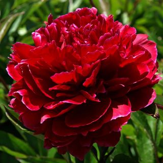 Божур/Paeonia RED Paul m Wild