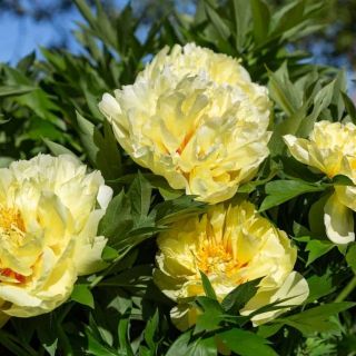 Божур/Paeonia YELLOW Laura Dessert