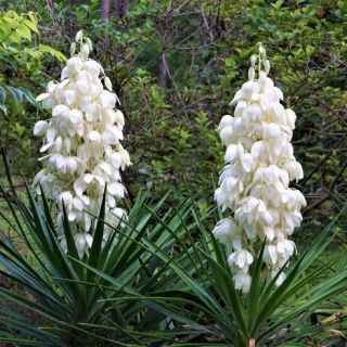 Yucca Filamentosa