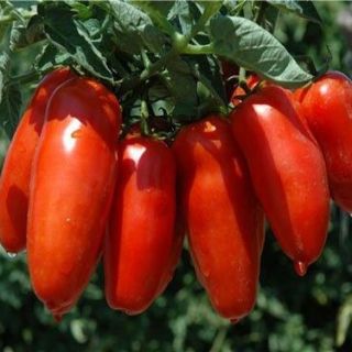 Домат Сан Марцано/San Marzano