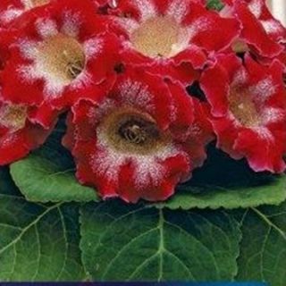 Gloxinia/каменно цвете/TIGRINA RED