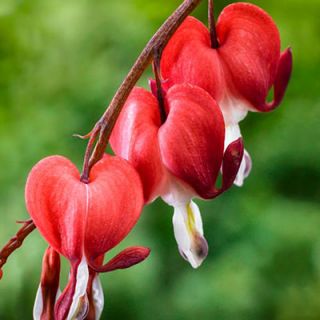 Dicentra SPECTABILIS RED VALENTINE-1бр