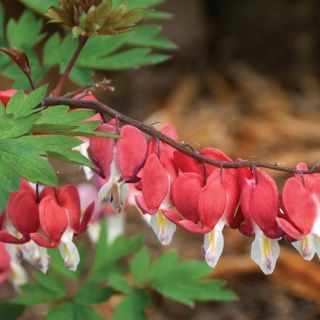 Dicentra SPECTABILIS RED VALENTINE-1бр