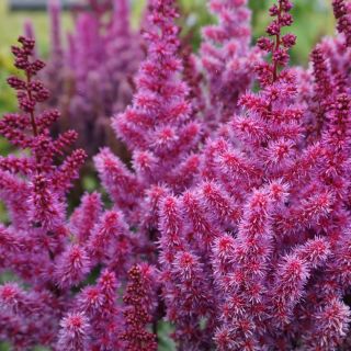 Astilbe (Spirea) PURPLE-1бр.