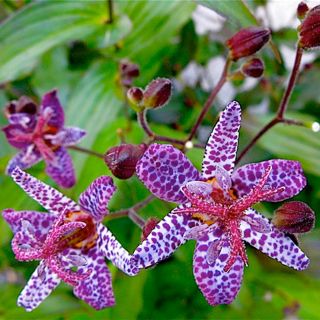 ГРАДИНСКА ОРХИДЕЯ Tricyrtis Hirta- 3бр.