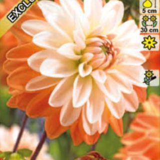 DAHLIA DECORATIVE Coup de Soleil