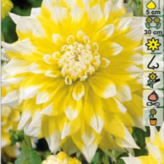 DAHLIA DECORATIVE Grand Prix