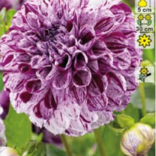 DAHLIA POPMPON Marble Ball