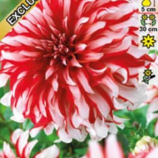 DAHLIA DECORATIVE Penny Lane