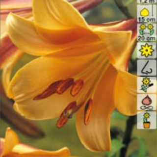 Lilium Trumpet African Queen-1бр.