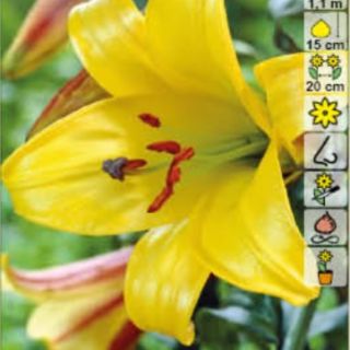 Lilium Trumpet Golden Splendour-1бр.