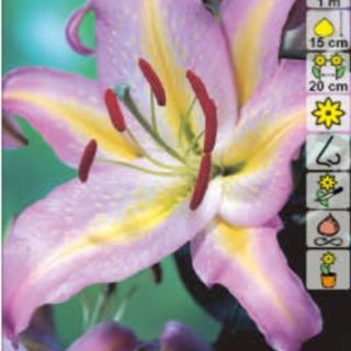 lilium ORIENTAL Xotica /НОВО/