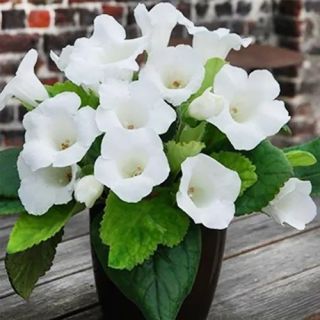 Gloxinia/каменно цвете/MONT BLANC