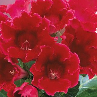 Gloxinia/каменно цвете/ROI DES ROUGES