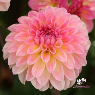 DAHLIA Pompon Ilse