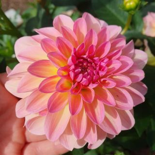 DAHLIA Pompon Ilse