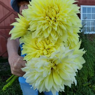 DAHLIA Едроцветна Kelvin Floodlight