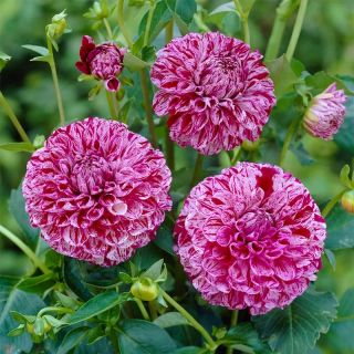 DAHLIA POMPON Marble Ball